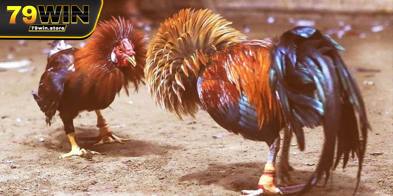 Các loại hình đá gà tre phổ biến hiện nay
