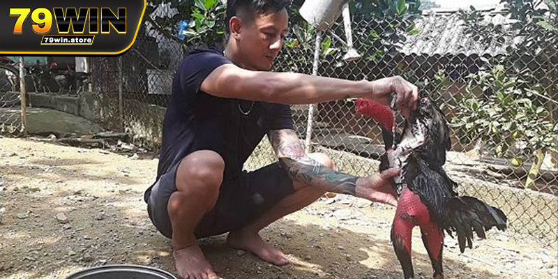 Cách chăm sóc gà đá qua từng giai đoạn phát triển khác nhau 