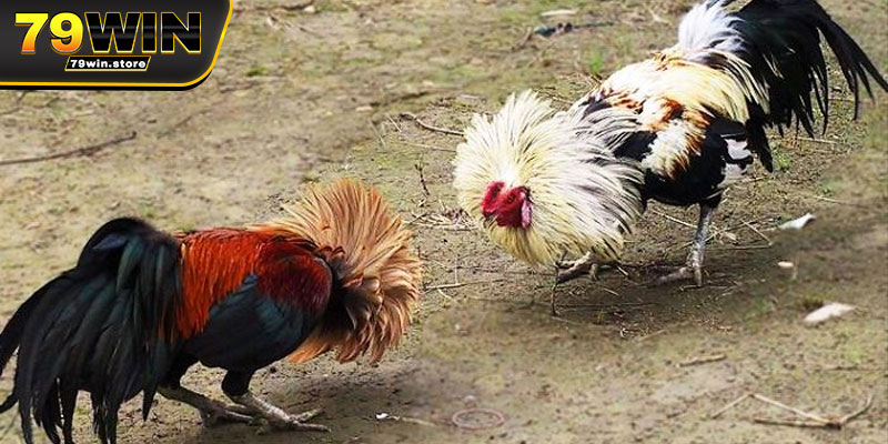Những thông tin căn bản về đá gà tre
