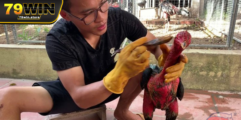 Quy trình huấn luyện và cách chăm sóc gà đá chuyên nghiệp 