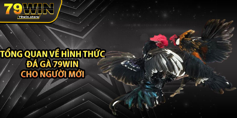Tổng quan về hình thức đá gà 79win cho người mới
